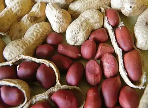 بادام زمینی پخته شده؛ پوست نازک بافت ترد بهبود فشار خون Baked