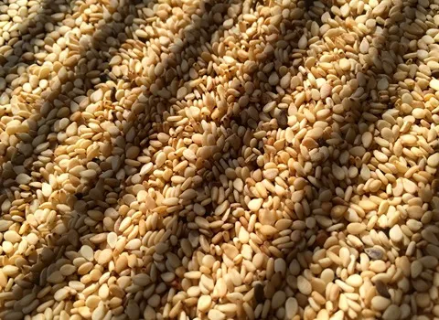 خرید انواع بذر گشنیز خارجی + قیمت