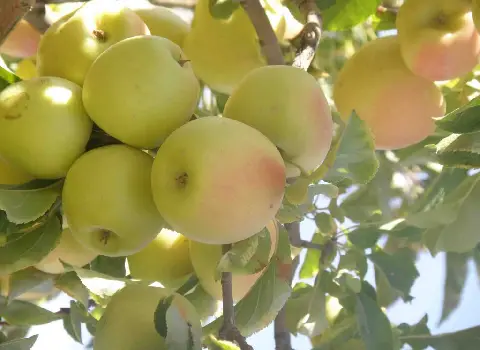 قیمت سیب درختی کوچک + مشخصات بسته بندی عمده و ارزان