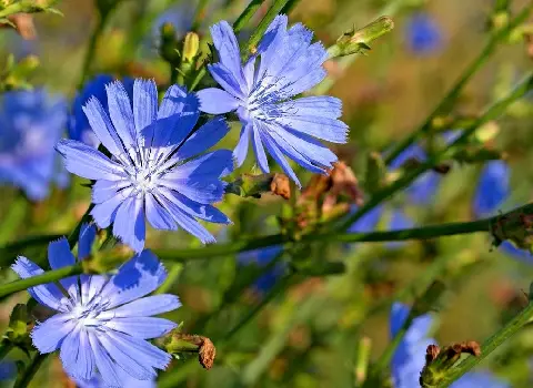 گیاه دارویی کاسنی؛ بری زرد معمولی طبع سرد رفع جوش chicory