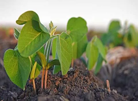 قیمت اسید سولفوریک کشاورزی