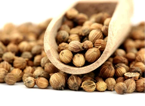 خرید و قیمت روز بذر گشنیز درجه یک