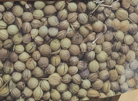 قیمت و خرید بذر گشنیز خارجی اصل + فروش ارزان