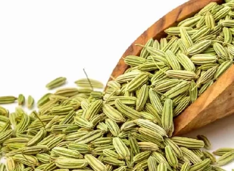 رازیانه سبز | فروشندگان قیمت مناسب رازیانه سبز