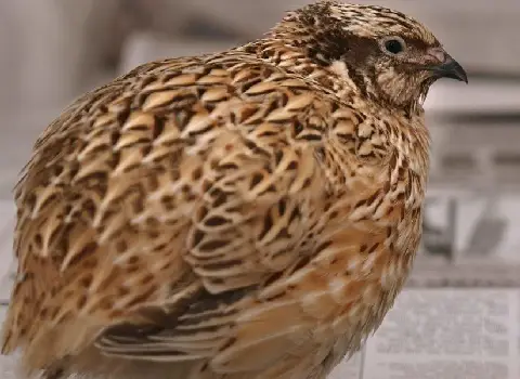 بهترین گوشت بلدرچین ارگانیگ + قیمت خرید عالی