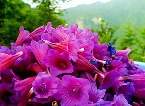 خرید انواع گل گاوزبان بهترین قیمت