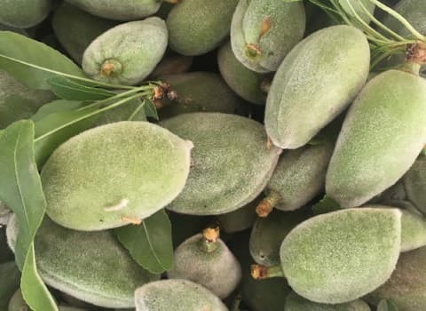 قیمت بادام درختی سبز