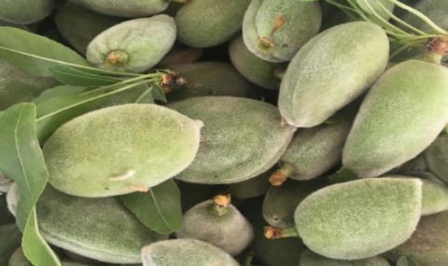 قیمت بادام درختی سبز