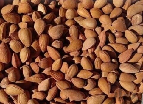 قیمت بادام تلخ کوهی