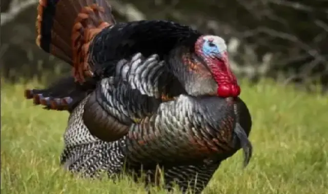 خرید گوشت بوقلمون تازه و کشتار روز با ضمانت کیفیت و طعم