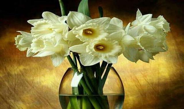 تابلو گل نرگس؛ سفید زرد نارنجی ابریشم دستبافت ماشینی Narcissus