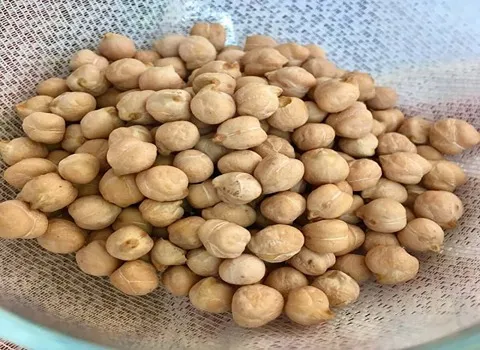 نخود علوفه ای دیم؛ سه خان فلافلی (زرد سفید) پروتئین آهن Calcium