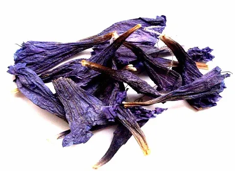 خرید و قیمت جدیدترین انواع گل گاو زبان