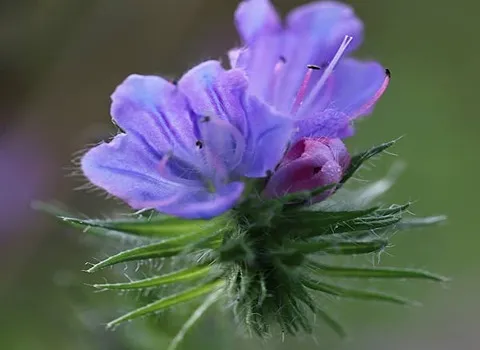 قیمت خرید گل گاوزبان جنگلی + مزایا و معایب