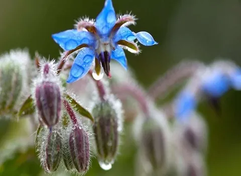 خاصیت گل گاوزبان چیست + قیمت خرید