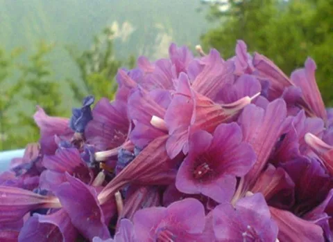 خرید و قیمت گل گاو زبان شمال