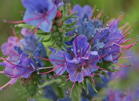 قیمت گل گاوزبان امسال