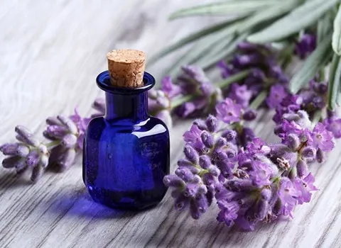 اسانس طبیعی اسطوخودوس آشنایی صفر تا صد قیمت خرید عمده