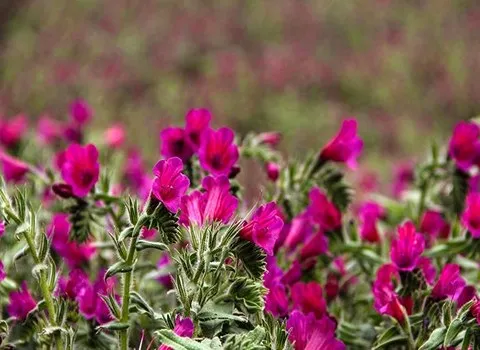 قیمت خرید گل گاو زبان مازندران + مشخصات، عمده ارزان