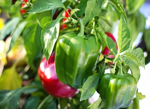 فلفل ریز شیرین؛ خوش طعم مواد مغذی (پروتئین کربوهیدرات) رشد عضله