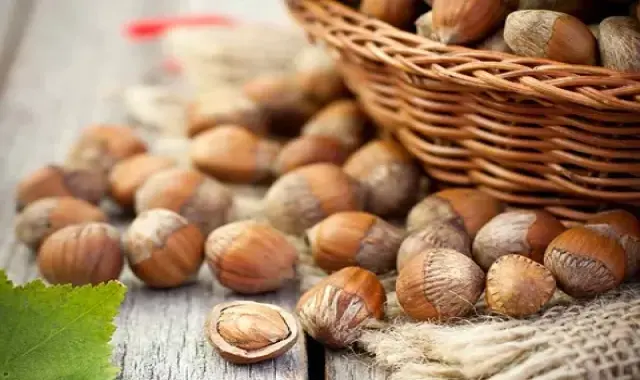 بهترین قیمت فندق استرالیایی