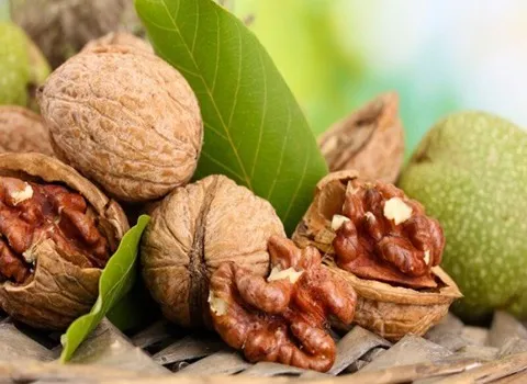 گردو سوزنی؛ پوست ضخیم سفید رنگ طعم بی نظیر