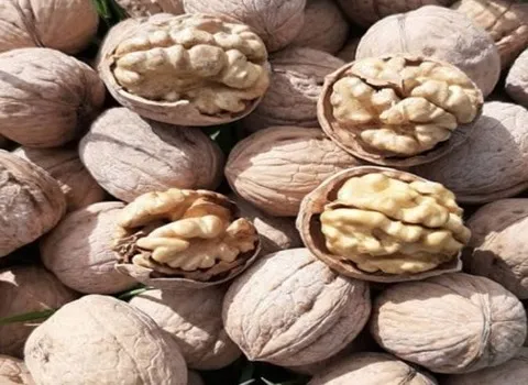 قیمت گردو ضیاء آباد