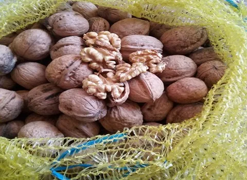 قیمت گردو خارجی عمده