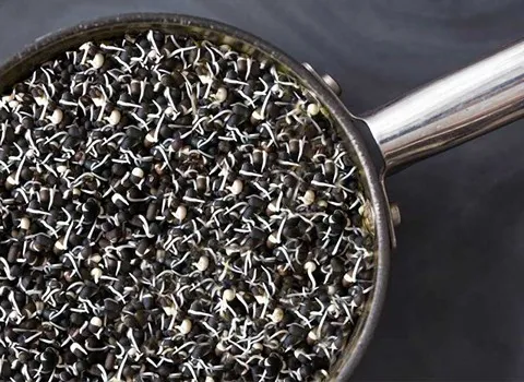 ماش سیاه؛ درشت سورت شده ارگانیک محل کاشت Khuzestan