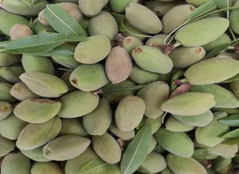 قیمت بادام درختی با پوست سبز