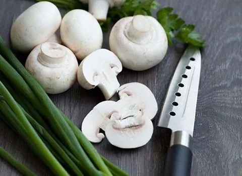 قیمت قارچ صدفی