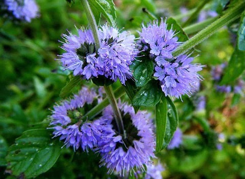 پونه کوهی خشک؛ آنتی بیوتیک ویتامین سی طب سنتی Characteristics