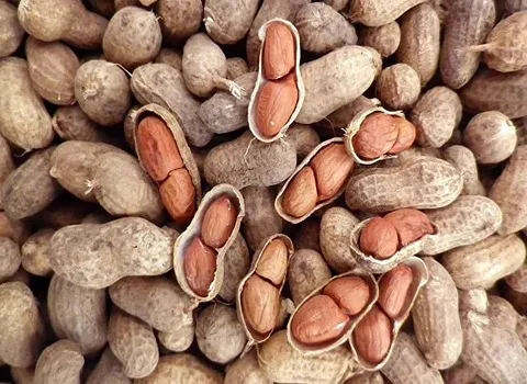 بادام زمینی شمال؛ با پوست بدون پوست دارای 7 ماده مغذی