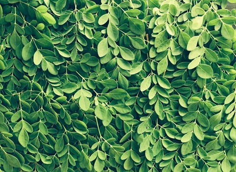 مورینگا هندی (گز روغن) سبز روشن حاوی پتاسیم ویتامین A3