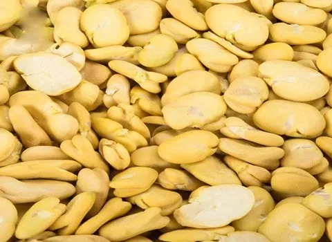 قیمت لپه باقالی زرد + پخش تولیدی عمده کارخانه