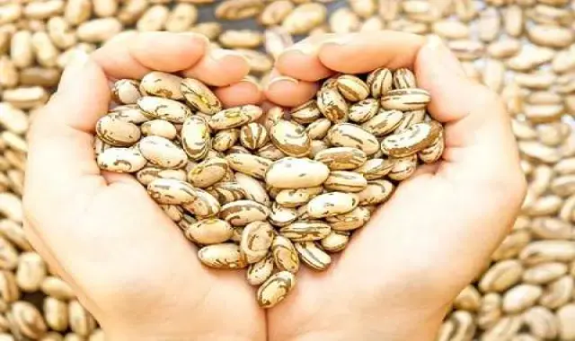 لوبیا چیتی همدان؛ غفار کوشا تقویت سیستم ایمنی کاهش کلسترول