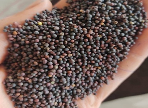 قیمت خرید دانه کلزا + فروش عالی