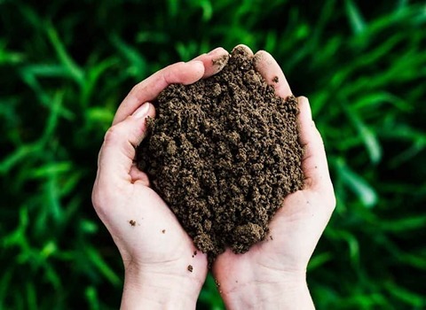 قیمت خرید کود سبز ماش + خواص، معایب و مزایا