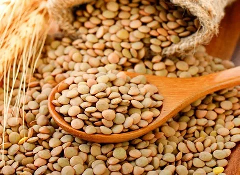 عدس درشت فله lentils سبز دال بدون شکستگی سنگ ریزه