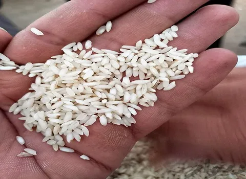 برنج چمپا اعلا همراه با توضیحات کامل و آشنایی