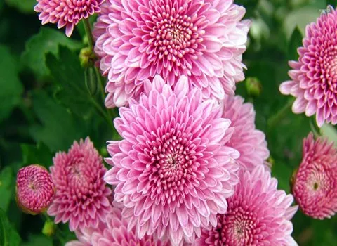 قلمه گل داوودی؛ صورتی سفید بنفش مناسب (گلخانه باغچه)