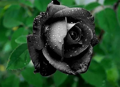 گل رز مشکی (سیاه) مدل طبیعی، هلندی + قیمت جدید