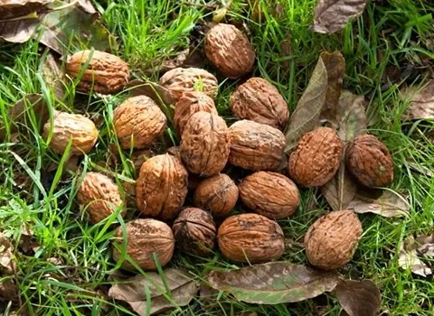 خرید گردو خشک | فروش انواع گردو خشک با قیمت مناسب