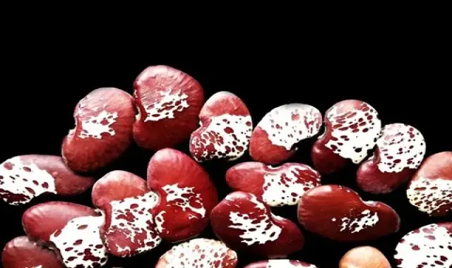 لوبیا دو رنگ همراه با توضیحات کامل و آشنایی