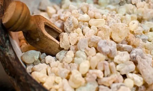 فروش آدامس سقز کاملا طبیعی و ارگانیک توسط مراکز معتبر کشور