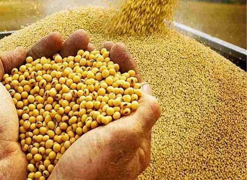 قیمت محصولات خوراک دام و طیور