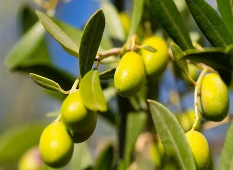 قیمت زیتون خام سبز