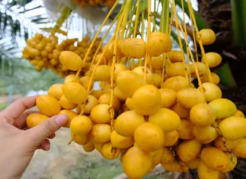 خرما خارک بوشهر | قیمت خرید عمده و فله