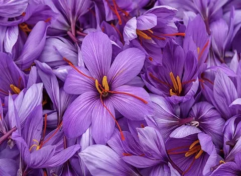 زعفران ايرانی اصلی (طلای سرخ) خوش رنگ ضدافسردگی تهیه شربت دمنوش