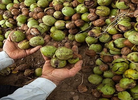 گردو پیوندی پدرو؛ اسرائیلی ایرانی 40 گرمی مناسب سیستم گوارشی